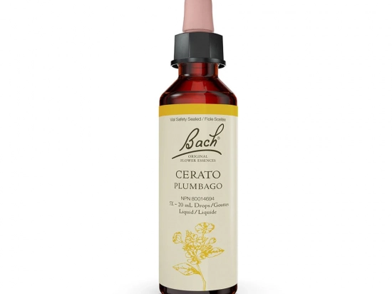 Bach flower remedy - Cerato