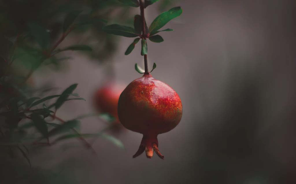 Granatum